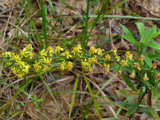{Solidago erecta}